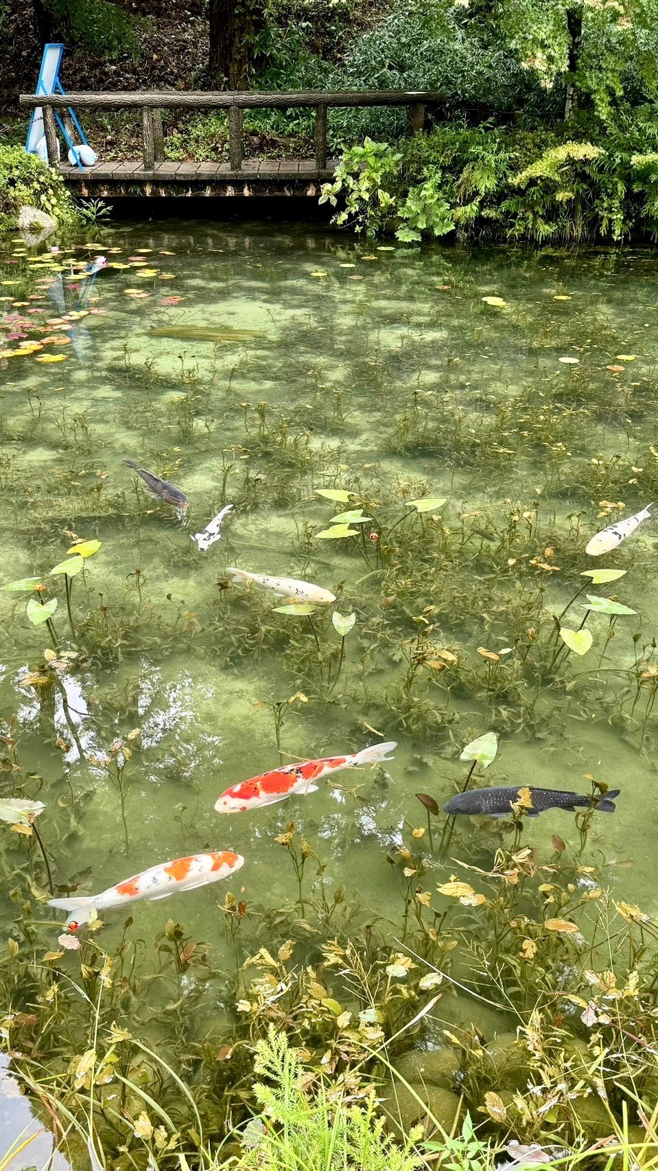 関市の「モネの池」に行ってきました！